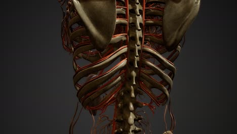 Human-body-blood-vessel-anatomy